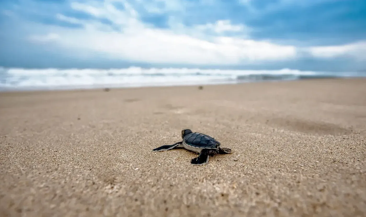 Liberación de tortugas marinas