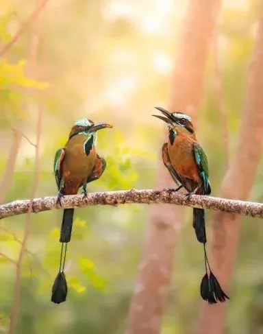 Pájaros Toh