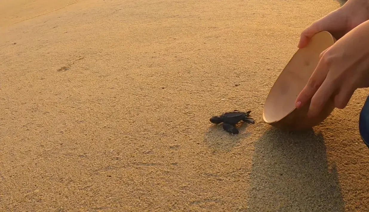 Cría de tortuga golfina caminando hacia el mar en Puerto Escondido