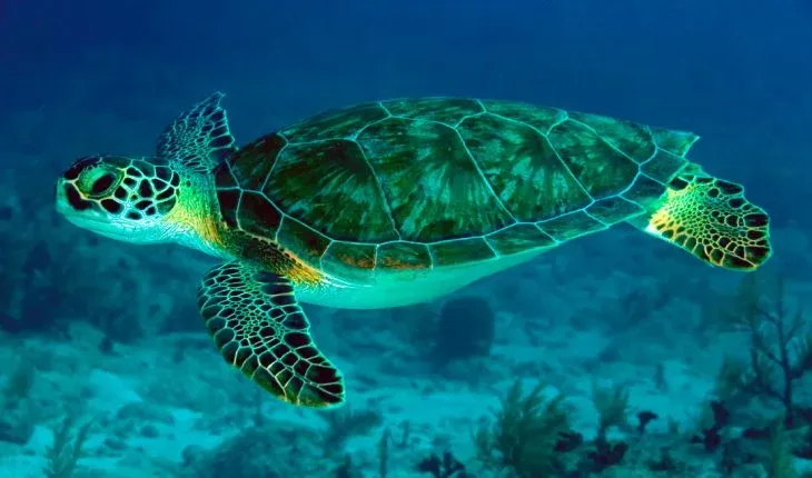 Tortuga marina en aguas del Caribe mexicano
