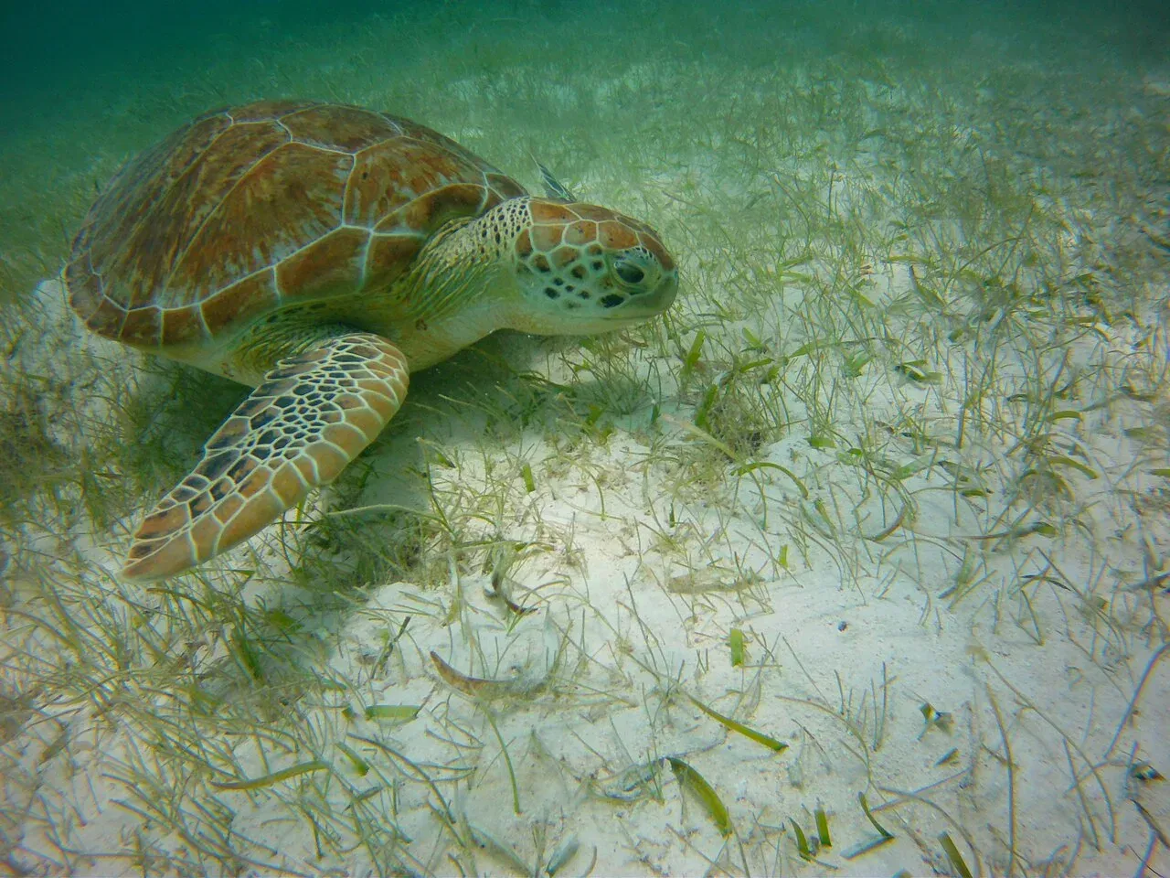 Tortuga marina nadando en el oceano
