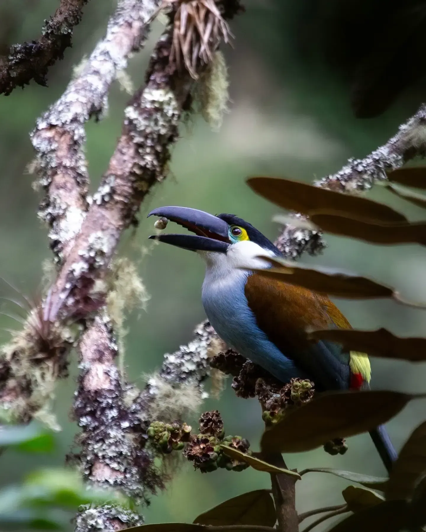 Tucán real posado en rama en el bosque de niebla de Veracruz