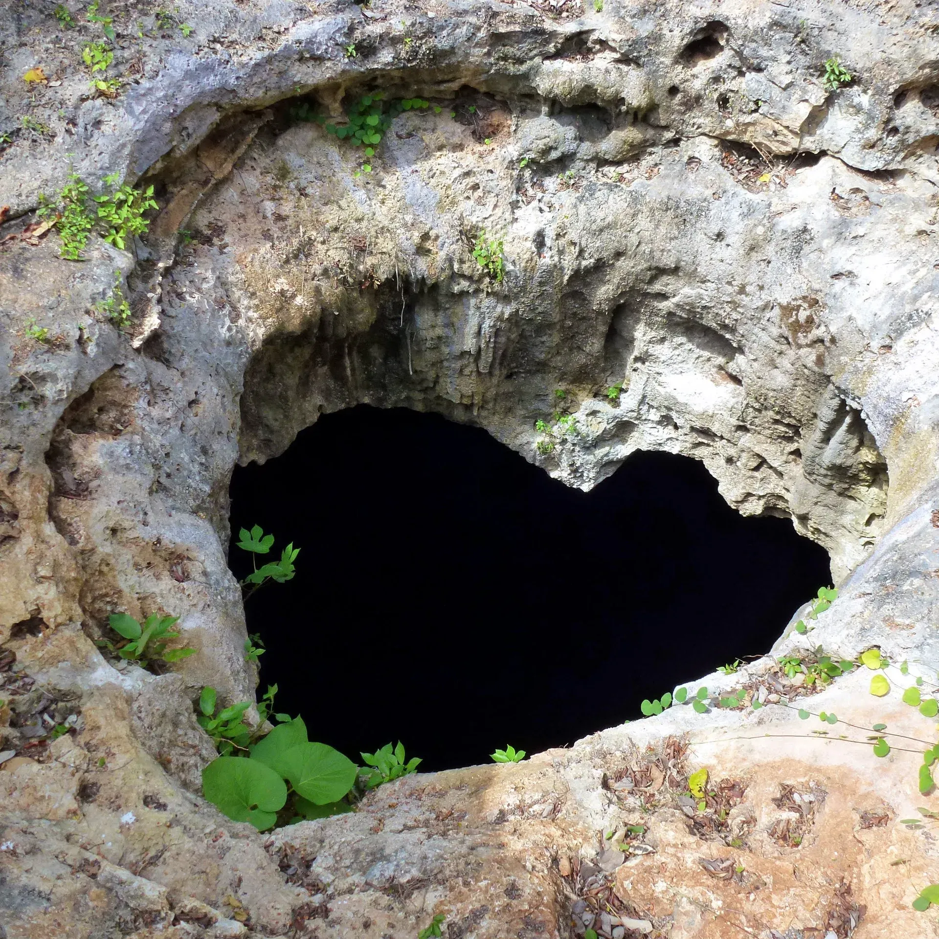 Cenotes de Postal y Acrópolis Secreta
