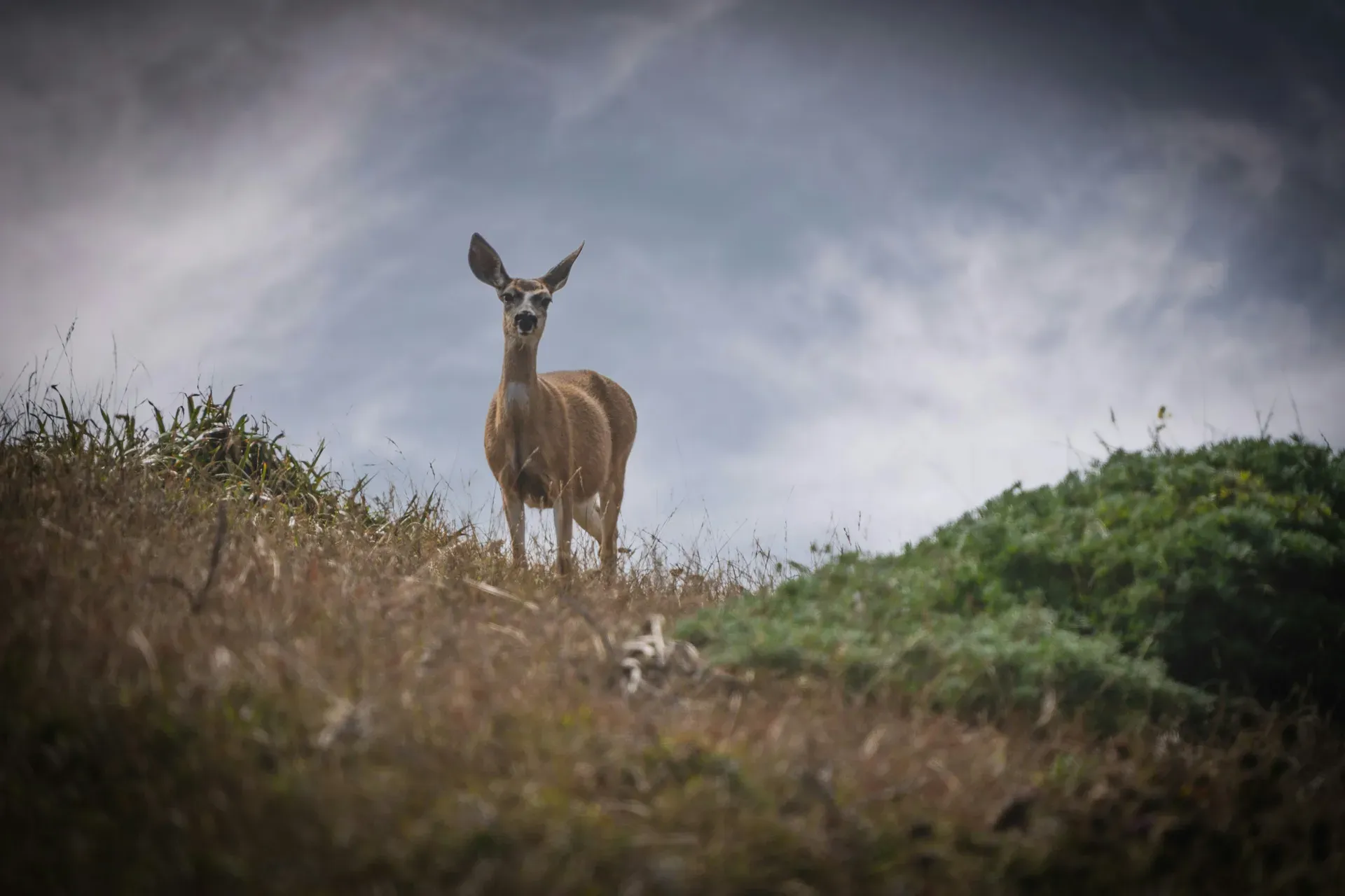 Venado cola blanca en los bosques del Nevado de Toluca