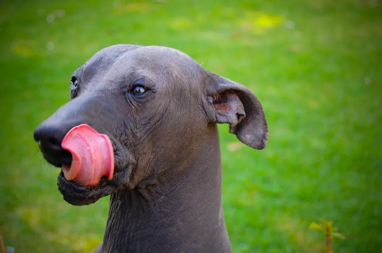 Xoloitzcuintle, perro sin pelo mexicano originario de Chihuahua